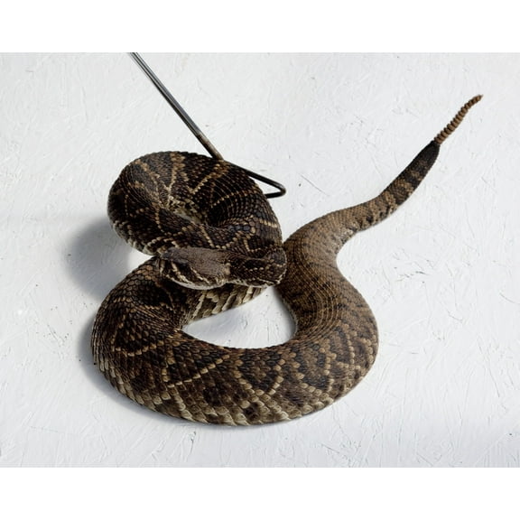 Print: Rattlesnake Rodeo In Opp, Alabama, 2010