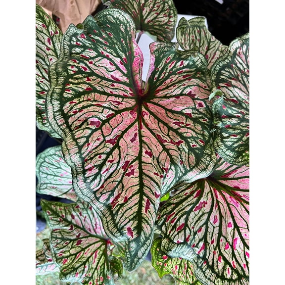 Blue Buddha Farm: Spicy Lizard Caladium (2 Bulbs) - Easy to Grow Indoor or Outdoor Perennial Plant