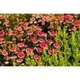 thumbnail image 5 of 50 HI No MARU ASTER Double Red & White Callistephus Pompon Flower Seeds, 5 of 10