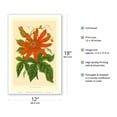 thumbnail image 2 of The Passion Flower (Tacsonia buchanani) - Passiflora Vitifolia - Vintage Botanical Illustration c.1930’s - Master Art Print (Unframed) 12in x 18in, 2 of 4