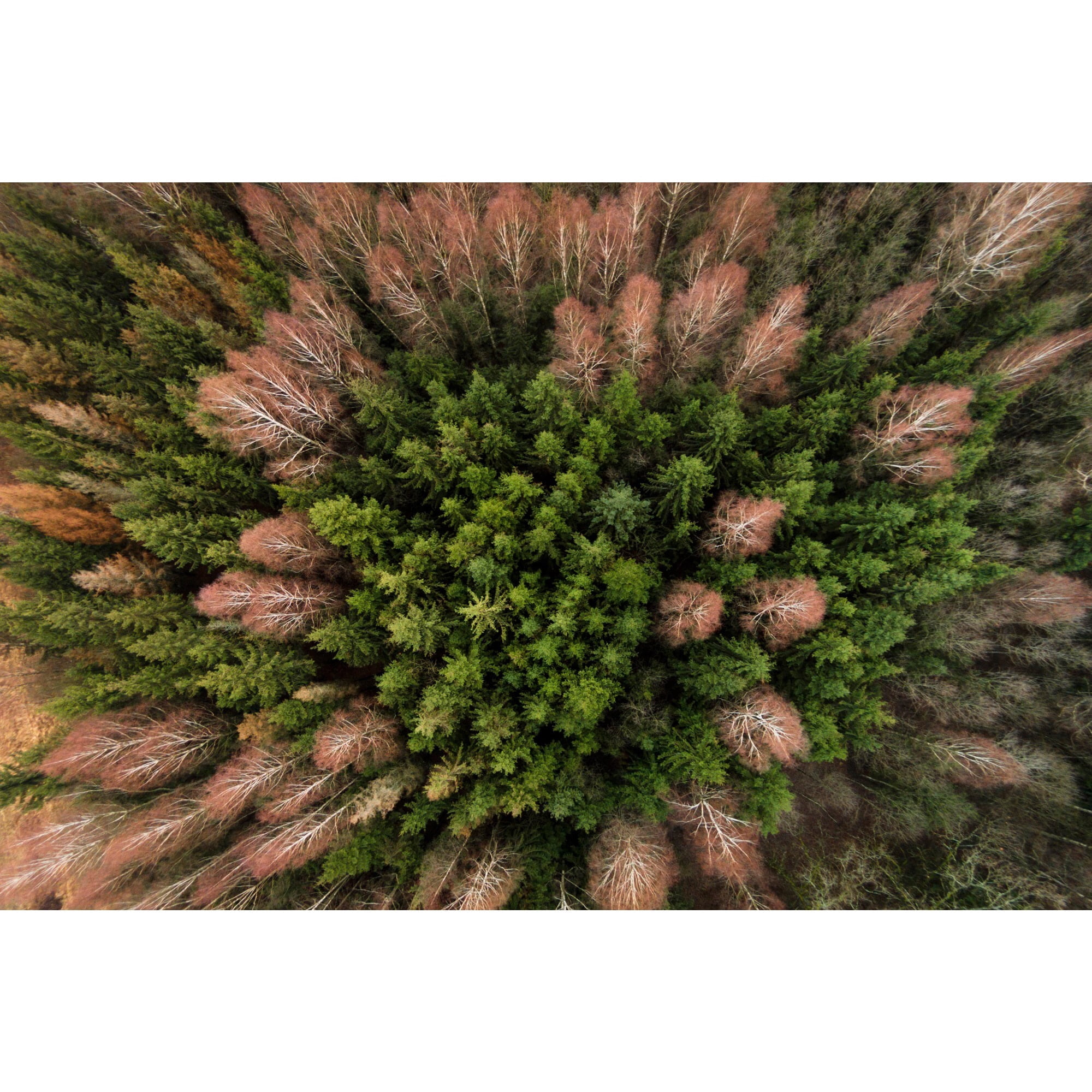 Marmont Hill "Feather Trees" by Karolis Janulis Painting Print on Wrapped Canvas