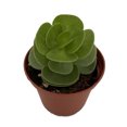 thumbnail image 2 of Ihi Hawaiian Jade Plant - Portulaca molokiniensis - 2.5" Pot - Easy Succulent, 2 of 4