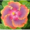 Gbrand 100+ Rare Hibiscus MMF7 Seeds Flower Garden Home Perennial
