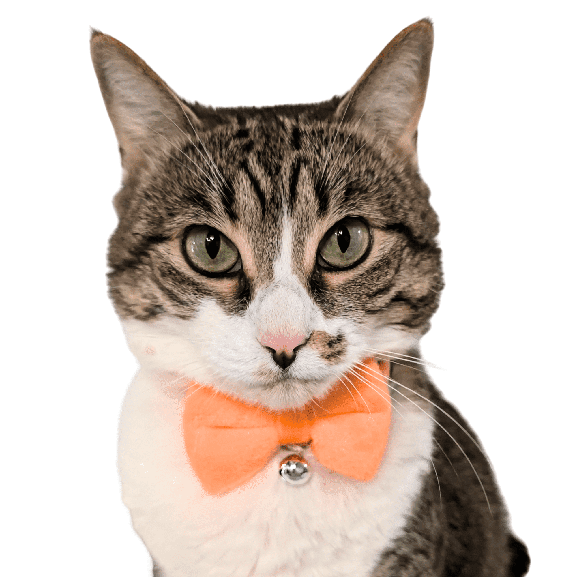 Kiokatt Velvet Bowtie Cat Collar with Bell – Breakaway Safety Buckle – Orange, Adjustable 7.5–11 in