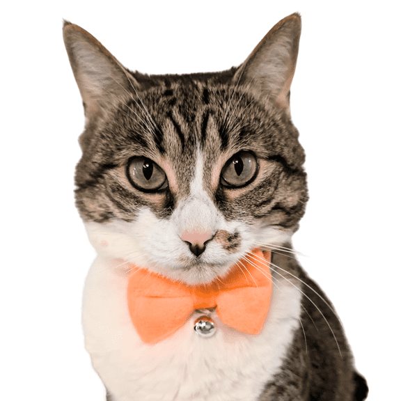 Kiokatt Velvet Bowtie Cat Collar with Bell – Breakaway Safety Buckle – Orange, Adjustable 7.5–11 in