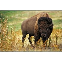 24"x36" Gallery Poster, American Bison Buffalo (Bison bison)