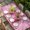 Pink, variant on Pink Ribbon Table Cloths for 4 Foot Rectangle Tables, Wings Romantic Love Heart Flowers Black Patio Waterproof Elastic Fitted Tablecloths, Washable Rectangular Table Cover for Camping