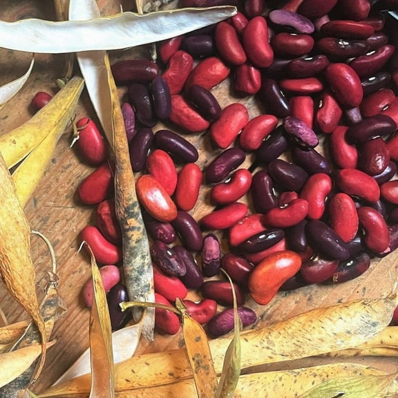TomorrowSeeds - Dark Red Kidney Bean Seeds - 30  Count - For 2025 Planting Mexican Chili Beans Ramja