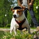 thumbnail image 5 of Casco de motocicleta para perros - Gorro de seguridad para bicicletas para perros - Cascos para perros de espuma suave incorporados - Suministros para mascotas Casco para perros, 5 of 5