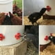 thumbnail image 5 of 10 piezas de tazas de agua potable para aves de corral, bebedero automático, comedero para pollos, aves, gallinas, 5 of 5