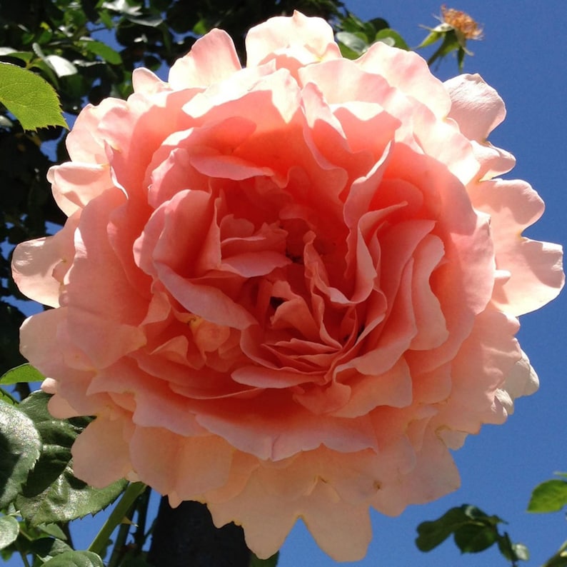 30 Seeds Polka Climbing Rose Seeds - Non- Flower Seeds for Enthusiasts