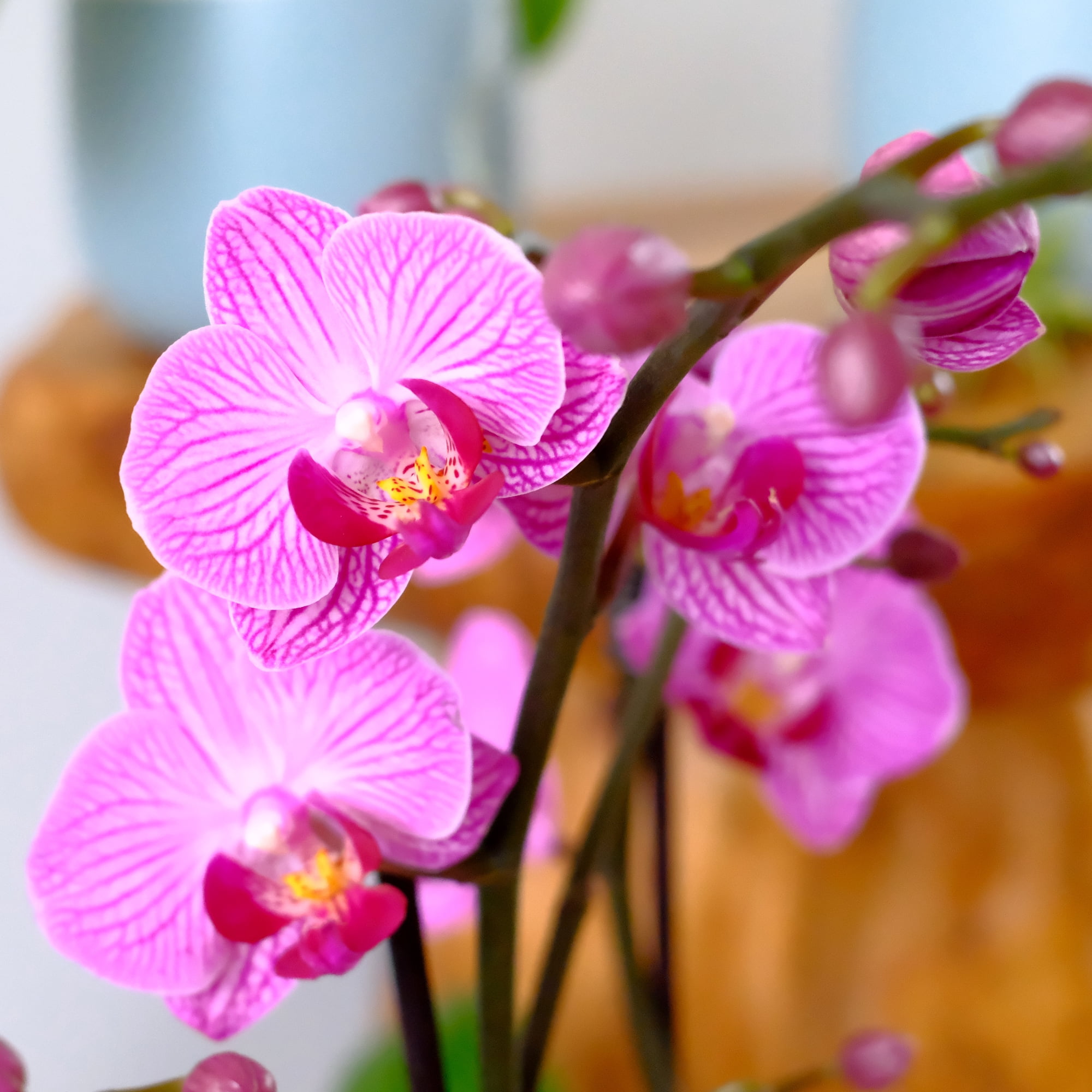 Element Large Purple Live Orchid Decor (Approx 22" Tall) in 5" Blue & White Planter