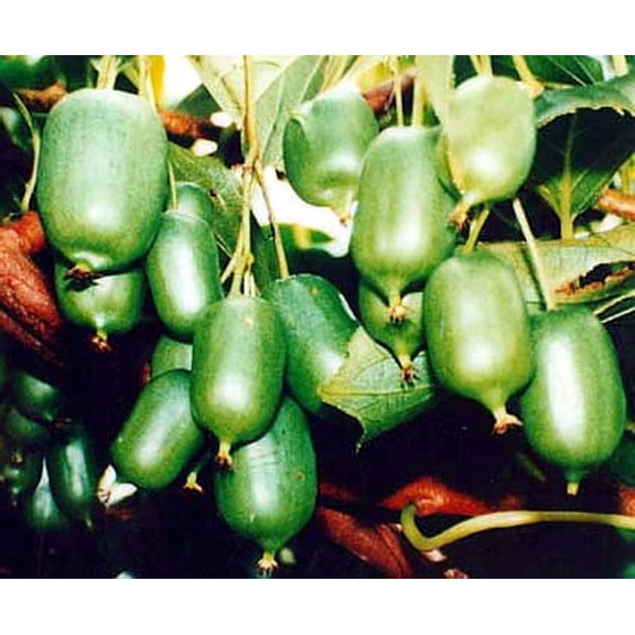 Issai Kiwi Vine - Hardy - Self Fruitful Female Variety - 2.5" Pot