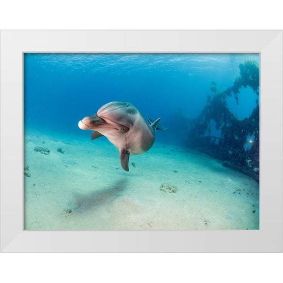 Ben Tov, Ilan 32x25 White Modern Wood Framed Museum Art Print Titled - Dolphin