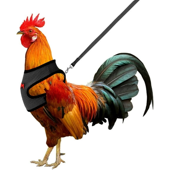 Arnés ajustable para gallinas con correa elástica cómoda y transpirable para mascotas (patos, gansos, gallinas) para caminar. Talla M.