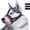 Red-New, variant on Head Strap Dog Muzzle Prevent from Taking Off by Paws for Small, Medium and Large Dogs(M/Black)