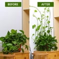 thumbnail image 4 of Clips de pared para plantas trepadoras, asegure sus plantas con confianza, accesorios invisibles para una apariencia minimalista, diseño ajustable para un soporte personalizado, 4 of 8