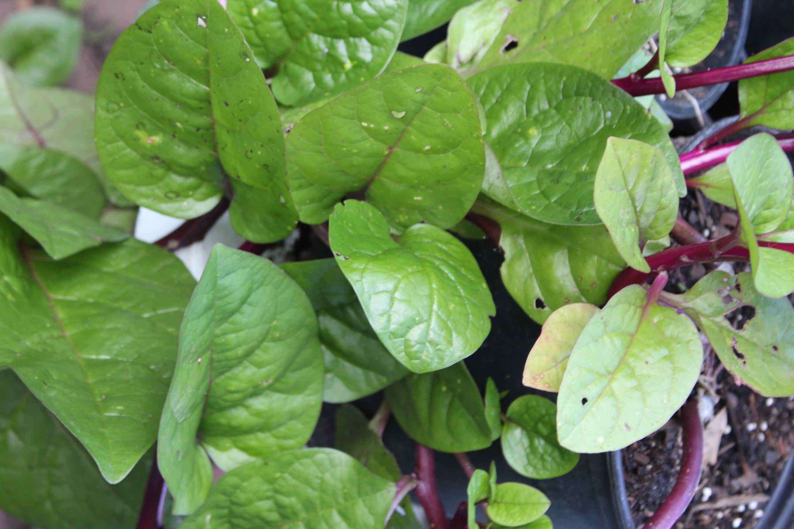 SEEDS = = Basella rubra 20 seeds Indian Malabar Spinach Asian