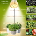 thumbnail image 2 of Bombilla LED para cultivo MILYN, 30 W, espectro completo, paquete de 2 unidades, E26, 2 of 8