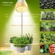 thumbnail image 2 of Paquete de 4 bombillas LED para cultivo de 30 W, espectro completo, E26, de Milyn, 2 of 7