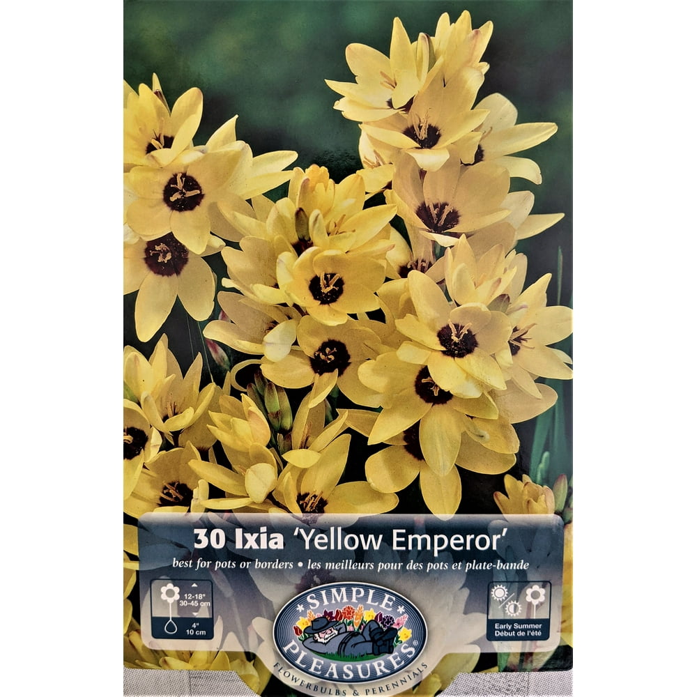 Yellow Emperor African Corn Lily 30 Bulbs Ixia 5/+ cm Bulbs