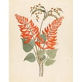 thumbnail image 3 of Clemenz Heinrich Wehdemann 15x18 Black Modern Framed Museum Art Print Titled - Erythrina, Nov. Spey (Erythrina Humeana) (1817), 3 of 5