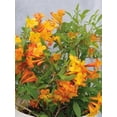 thumbnail image 4 of Sun Trumpets Tecoma Orange 4 Inch Pot, 4 of 6