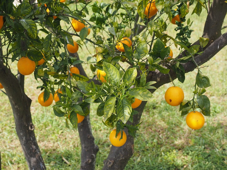 Orange Tree Tree Oranges Citrus Fruits Fruits20 Inch By 30 Inch