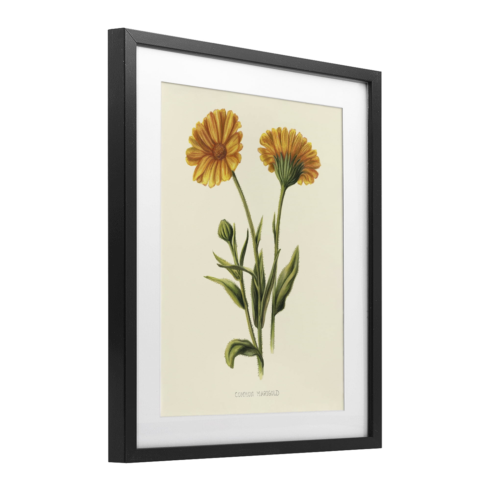 Stupell Industries Twin Marigold Blooms Black Framed Print Under Glass, design by Connie Resch