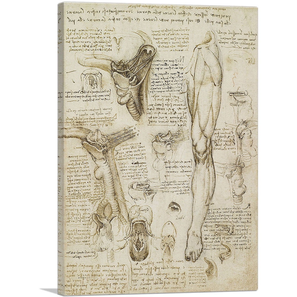 ARTCANVAS Studies of the Human Body - Leg and Pelvis Canvas Art Print by  Leonardo da Vinci - Size: 18