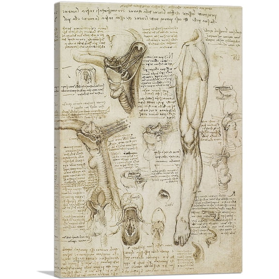 ARTCANVAS Studies of the Human Body - Leg and Pelvis Canvas Art Print by Leonardo da Vinci - Size: 12" x 8" (0.75" Deep)