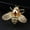 Gold Pearl, variant on Insect Series Brooch Women Delicate Little Bee Brooches Crystal Rhinestone Pin-Silver