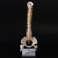 thumbnail image 2 of Modelo de columna vertebral flexionada lumbar flexible de 45 cm 1:1 para adultos, modelo de esqueleto humano con disco espinal, modelo de pelvis utilizado para masajes, yoga, 2 of 8
