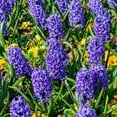 thumbnail image 5 of Blushing Blue Double Hyacinth, 8 Bulbs - Fragrant Blue Flowers -  Attracts Bees & Butterflies - Spring Blooming, Easy to Grow & Maintain, 5 of 6
