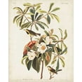 thumbnail image 2 of Audubon, John James 12x14 Black Ornate Wood Framed with Double Matting Museum Art Print Titled - Pl 185 Bachmans Warbler, 2 of 4
