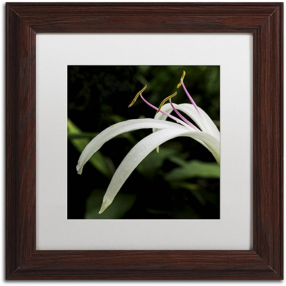 Trademark Fine Art "Graceful Lily" Canvas Art by Kurt Shaffer, White Matte, Wood Frame