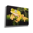 thumbnail image 2 of Epic Graffiti 'Musky Flying Frog' by Barbara Keith, Canvas Wall Art, 16"x12", 2 of 8