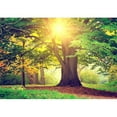 thumbnail image 2 of wall26 - Beautiful Park Tree - Removable Wall Mural | Self-Adhesive Large Wallpaper - 100x144 inches, 2 of 6