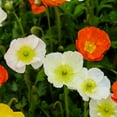 thumbnail image 4 of Eden Brothers Iceland Poppy Seeds - Champagne Bubbles White, 4 of 4