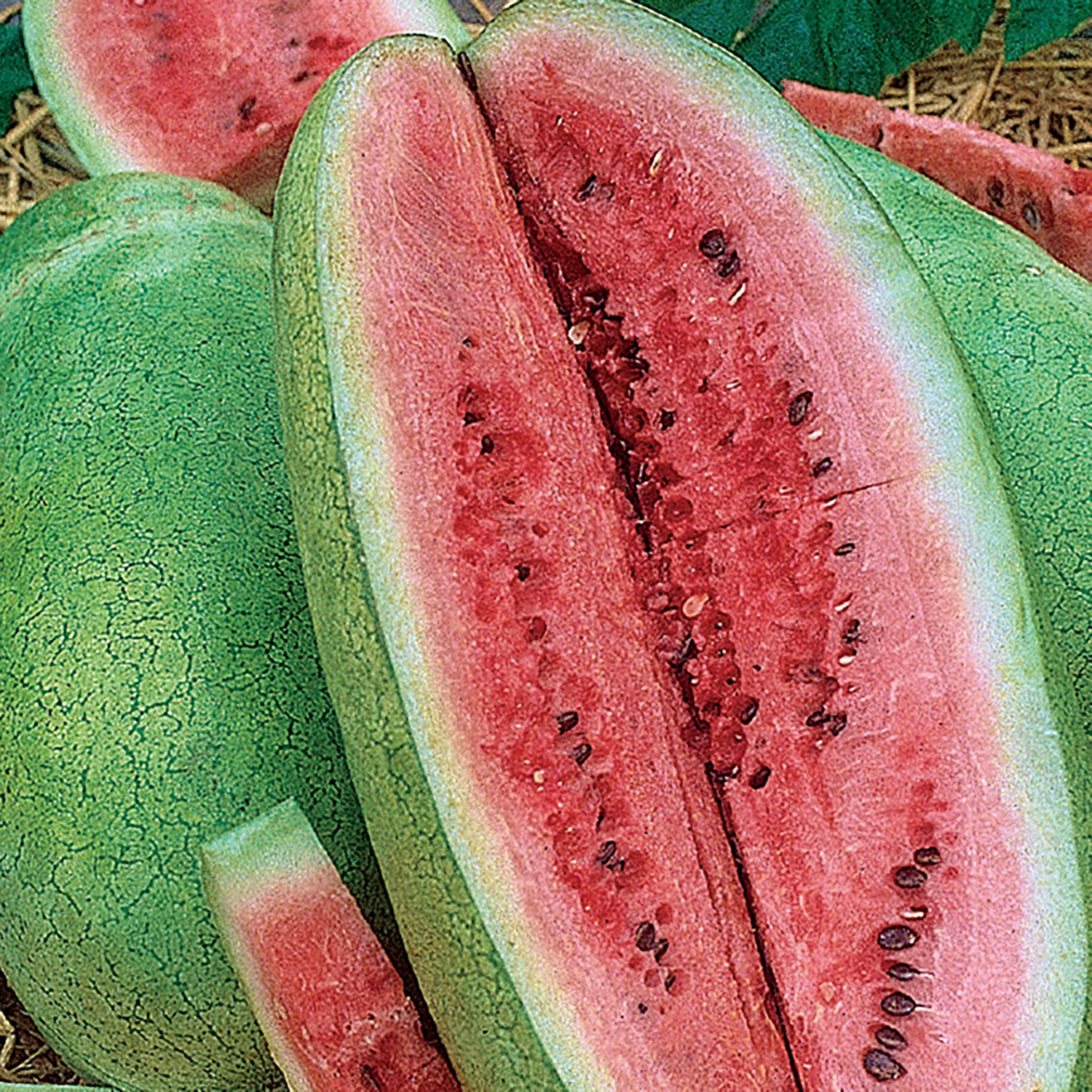 American Seed Watermelon Charleston Gray Annual Fruit Seeds Full Sun