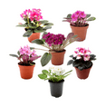 thumbnail image 6 of Wonderland Flora Green African Violets Live Plant in 4" Pot (2 Count), 6 of 7
