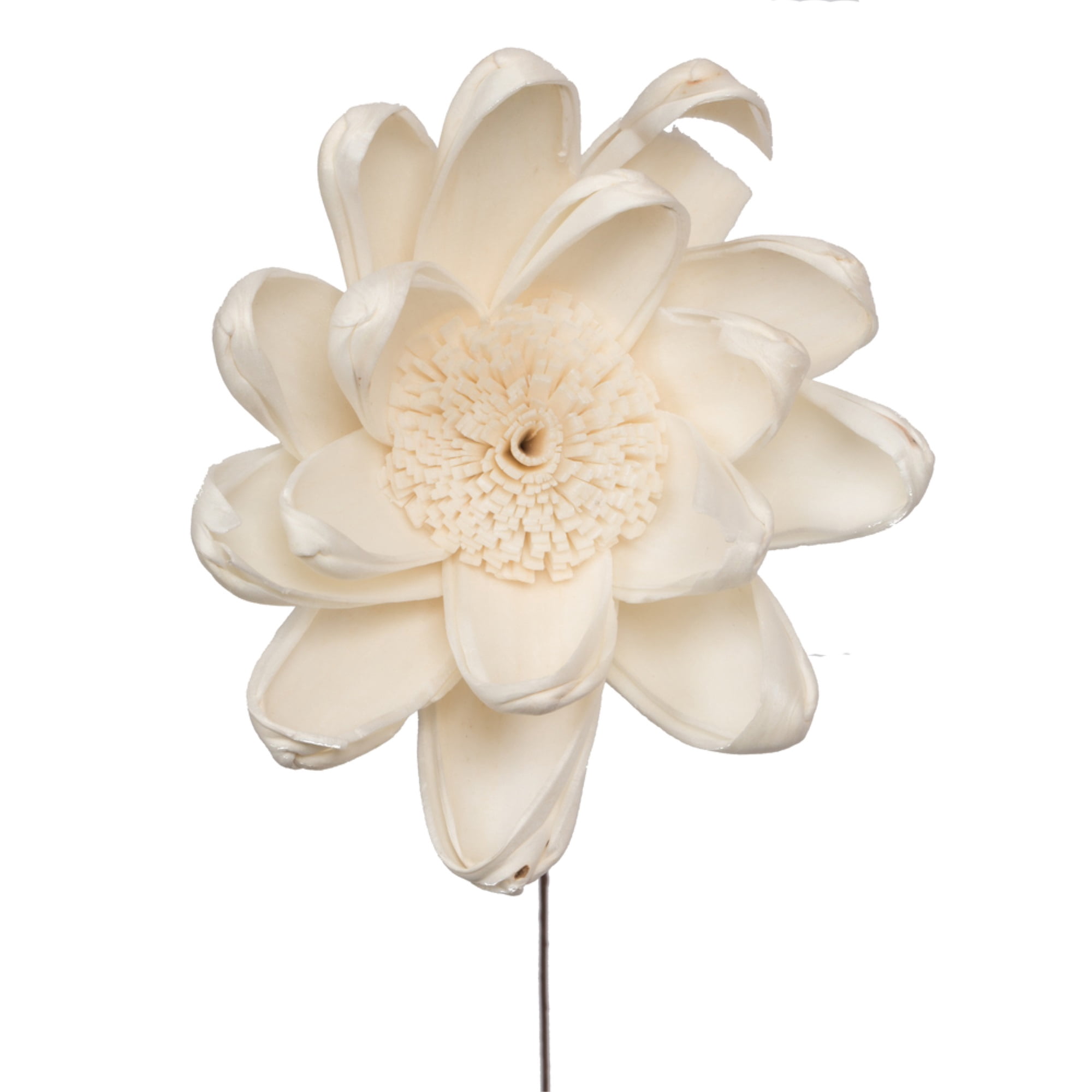 Vickerman 686409 - 4" Crocus Sola Flower on 12" stem 12/bg (H7SFS060) Dried and Preserved Flowers
