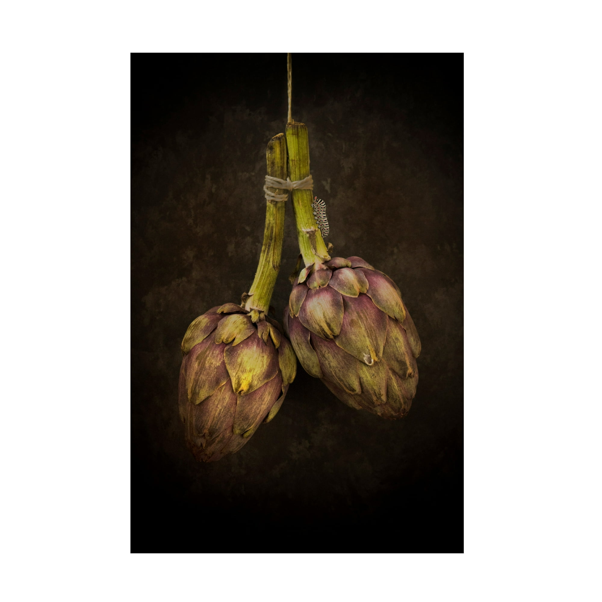 Alida Van Zaane Artichoke Canvas Art