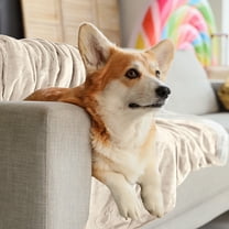 PETMAKER Dog Blanket - 60x70in Sherpa Blanket for Bed, Couch or Car (Cream)