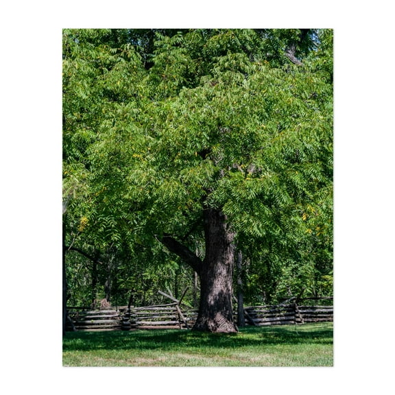 Black Walnut Tree - Gettysburg Pennsylvania Photography Nature Woodland Forest Rural Scenic Pastoral Unframed Wall Art Print 4 x 6 inches