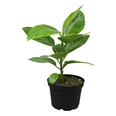 Council Tree, Ficus Altissma Houseplant | 6in. Grow Pot; Filtered Light | Element by Altman Plants