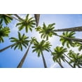 Royal Palm Tree Seeds for Planting 10 Seeds Roystonea Regina