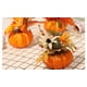 thumbnail image 5 of Calabazas artificiales para decoración, mini calabazas falsas con girasoles artificiales, Hojas de arce, bayas para decoración del hogar de mesa, 5 of 5