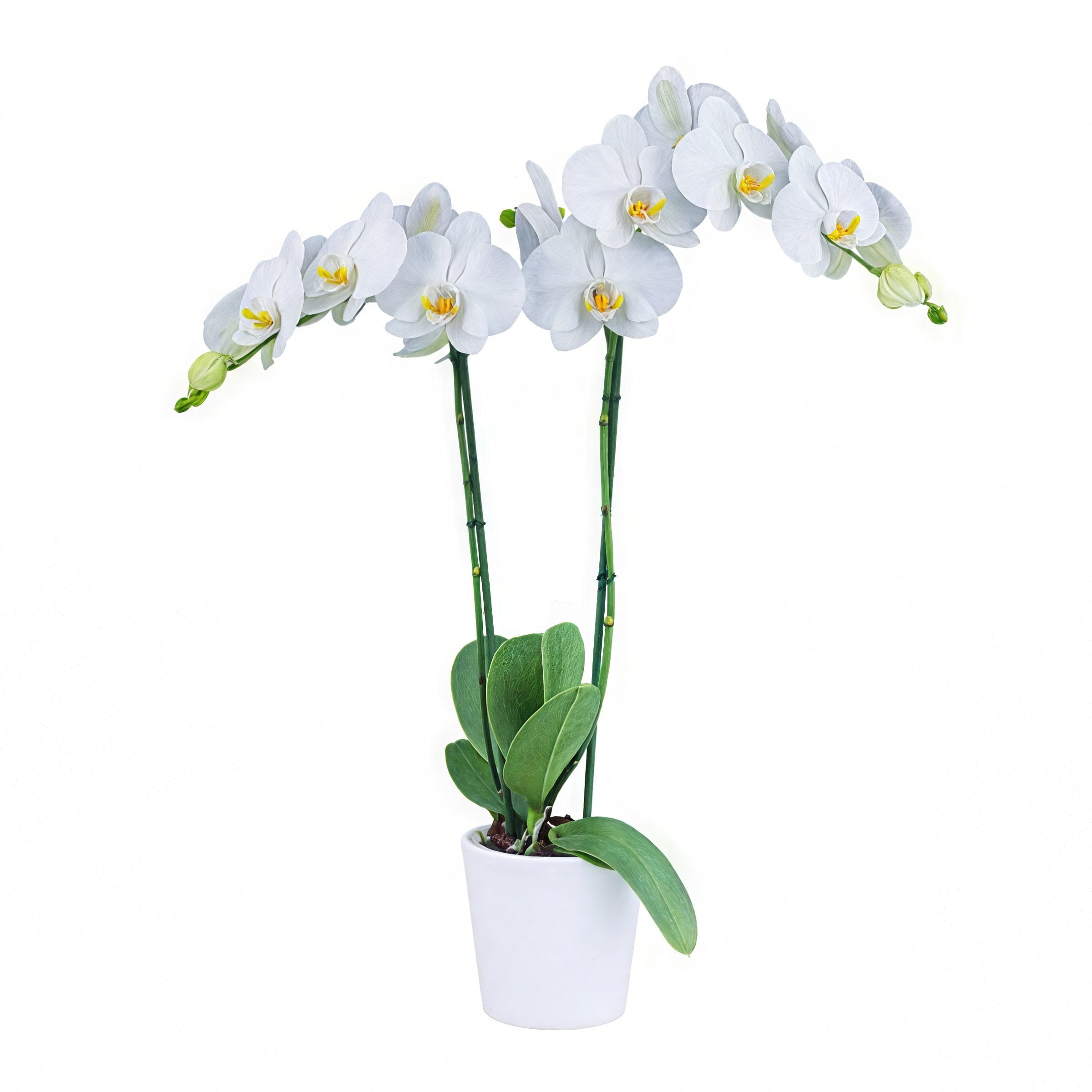 Just Add Ice 20-Pack Mini Assorted White Orchids Live Plant Party