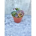 thumbnail image 4 of Pixie Paradise Live Succulent Arrangement 6 inch, 4 of 5